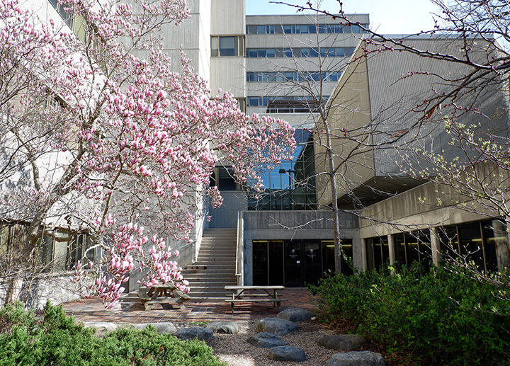 Social Science Centre courtyard in Spring with blooming pink tree.