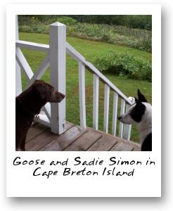 Goose and Sadie